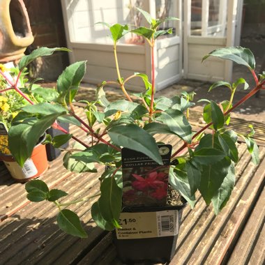 Fuchsia 'Dollar Princess'