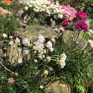 Armeria pseudarmeria 'Ballerina Mixed' (Mix)