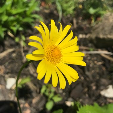 Doronicum caucasicum 'Little Leo'