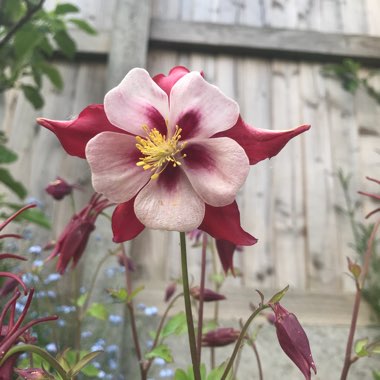 Aquilegia 'Swan Mixed'