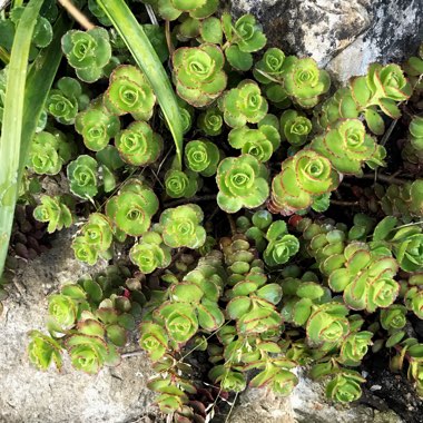 Sedum Spurium 'Fuldaglut'