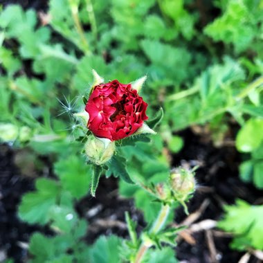 Geum 'Blazing Sunset'