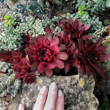 Sempervivum Winter Red