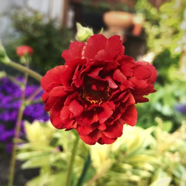 Geum 'Blazing Sunset'