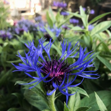 Centaurea montana