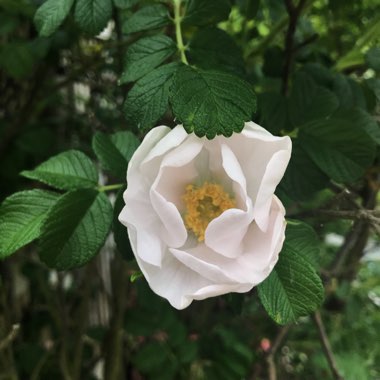 Rosa rugosa 'Alba'