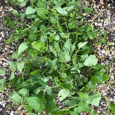 Calystegia sepium