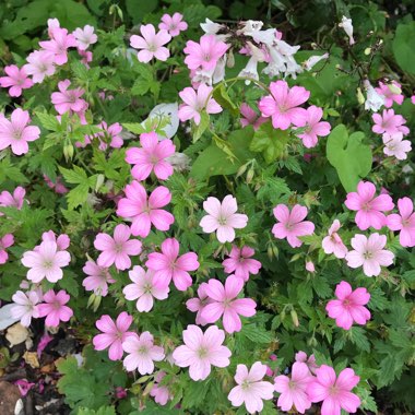 Geranium x oxonianum 'Wargrave Pink'