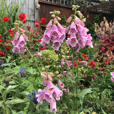 Digitalis purpurea 'Dalmatian Mixed'