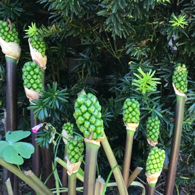 Arum maculatum