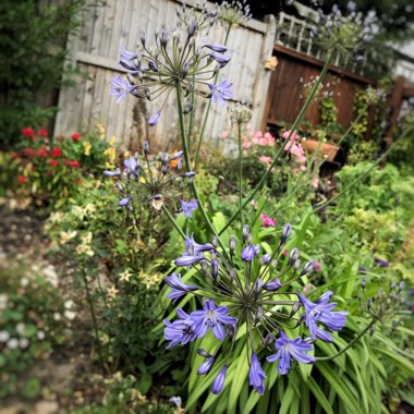 Agapanthus