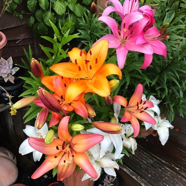 Lilium 'Brilliant Joy'