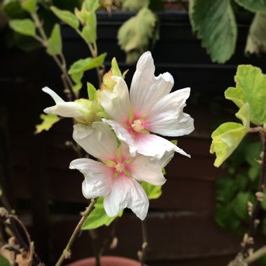 Lavatera x clementii 'Barnsley Baby'