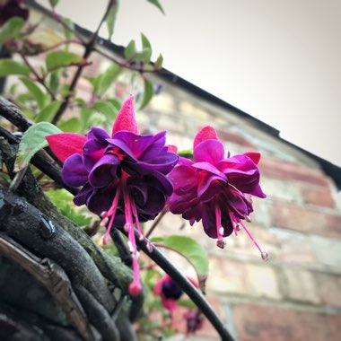 Fuchsia 'Dollar Princess'