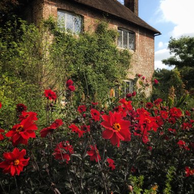 Dahlia 'Bishop of Llandaff'