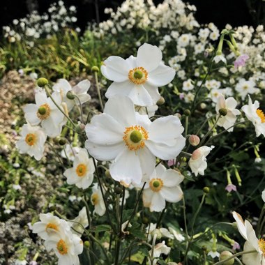 Anemone x hybrida 'Honorine Jobert'