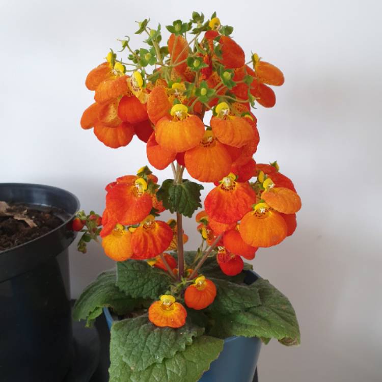 Plant image Calceolaria integrefolia 'Kentish Hero'