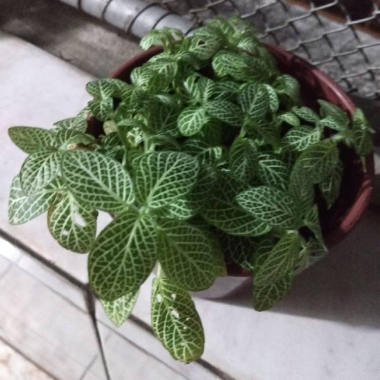 Plant image Fittonia hybrid 'Jade'