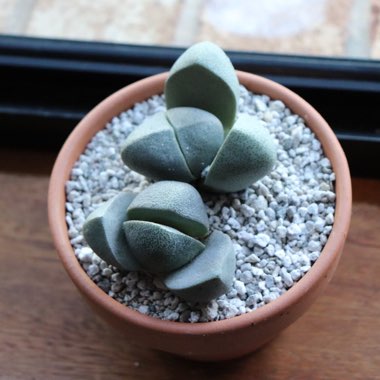 Split Rock Plant