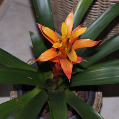 Bromeliad