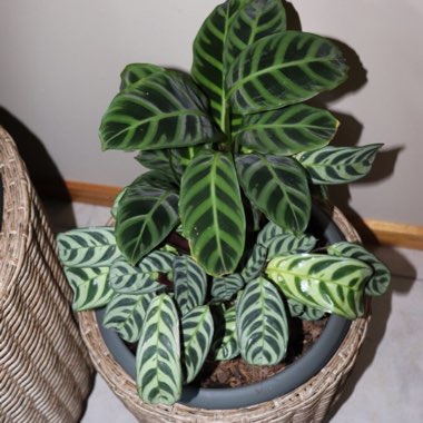 Zebra Plant