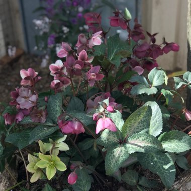 Hellebore