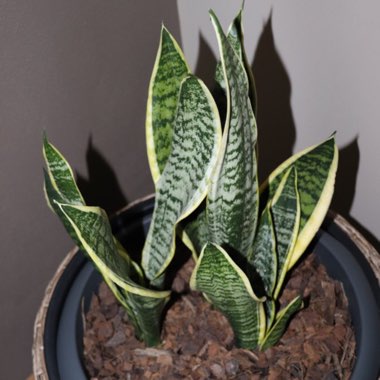 Snake Plant