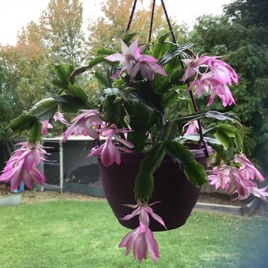 Zygocactus,Thanksgiving Cactus