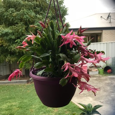 Zygocactus,Thanksgiving Cactus