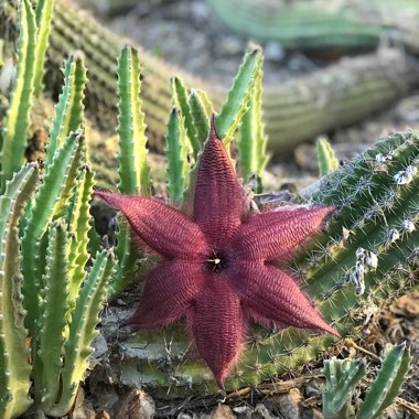 Starfish flower