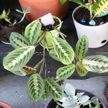 Prayer Plant