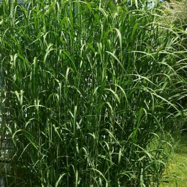 Ornamental Grass 'Kittentails'