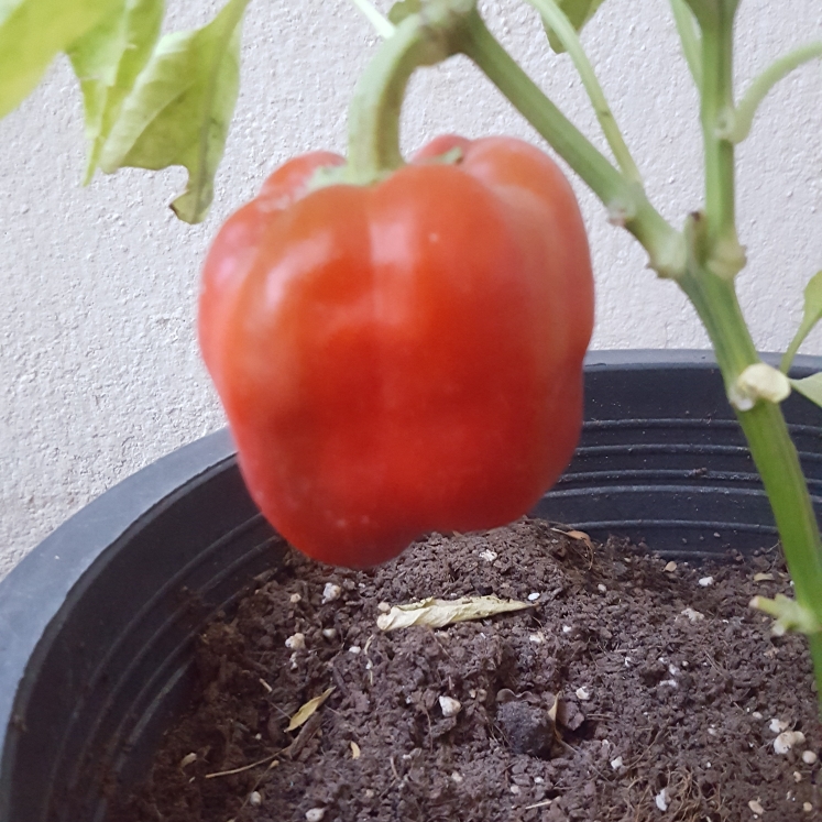 Plant image Capsicum 'Redskin'