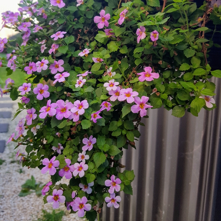 Plant image Sutera Cordata 'Abunda Colossal Blue syn. 'Bacopa 'Abunda Colossal Blue'