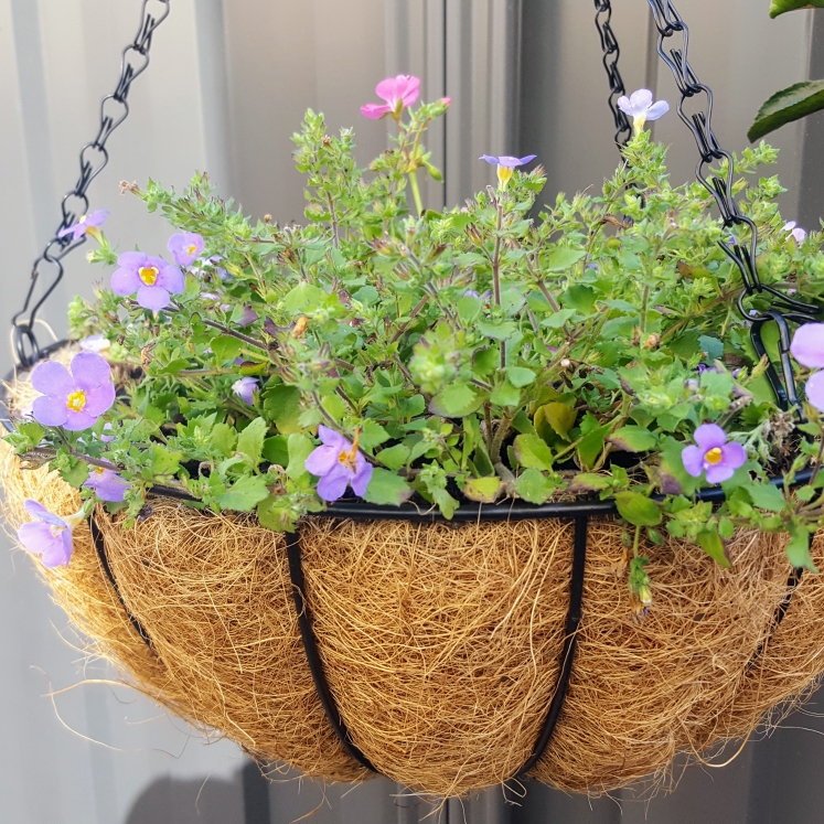 Plant image Bacopa scopia 'Gulliver Blue'