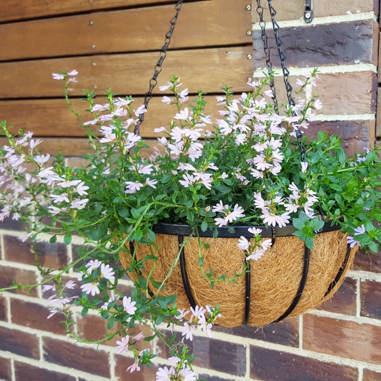 Plant image Scaevola aemula