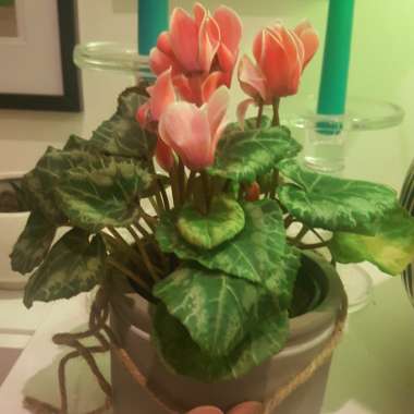 Cyclamen