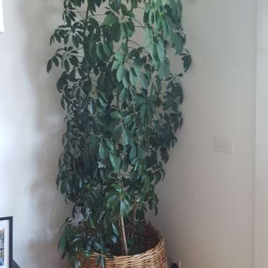 Schefflera arboricola