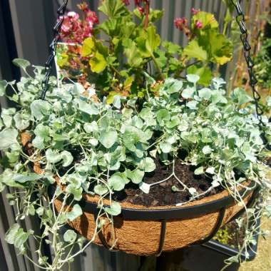 Dichondra argentea 'Silver Falls'