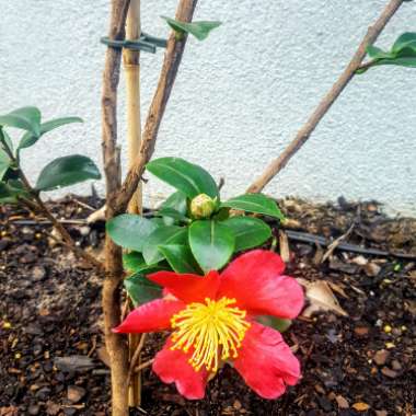 Camellia x vernalis 'Yuletide'