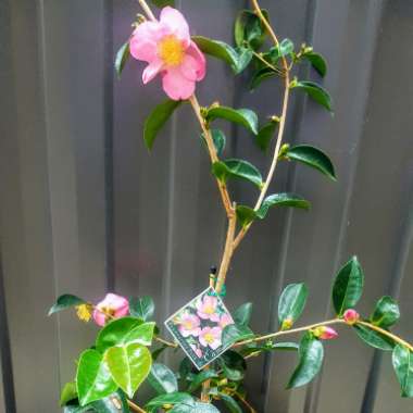 Camellia sasanqua 'Yume'