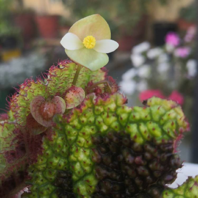 Plant image Begonia 'Dragon Wing'