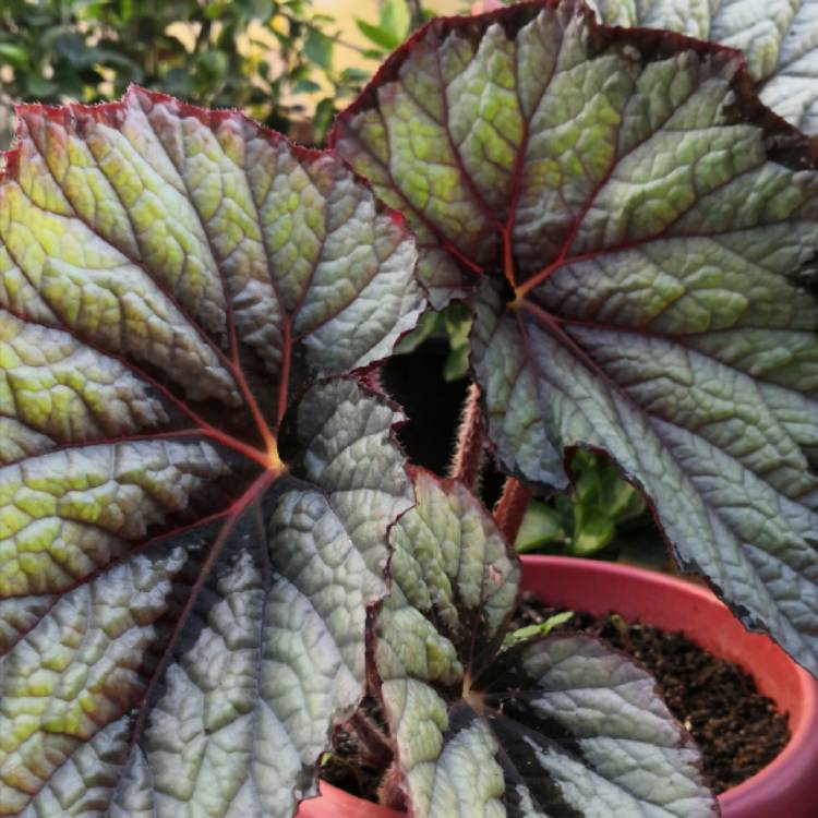 Plant image Begonia (Rex Cultorum Group) 'Painters Palette' (T Rex Series) syn. Begonia rex 'Painters Palette'