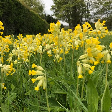 Lorraine's garden