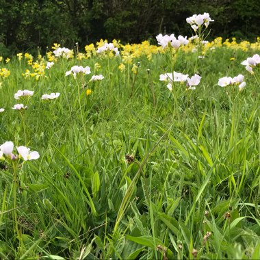 Lorraine's garden