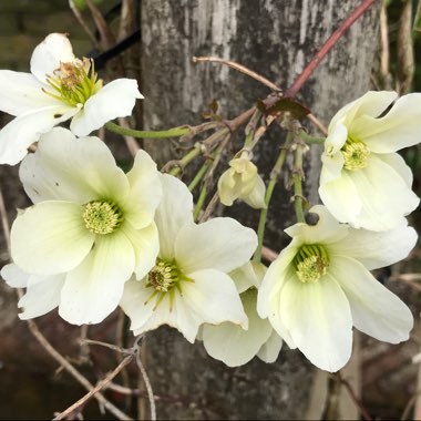 Lorraine's garden