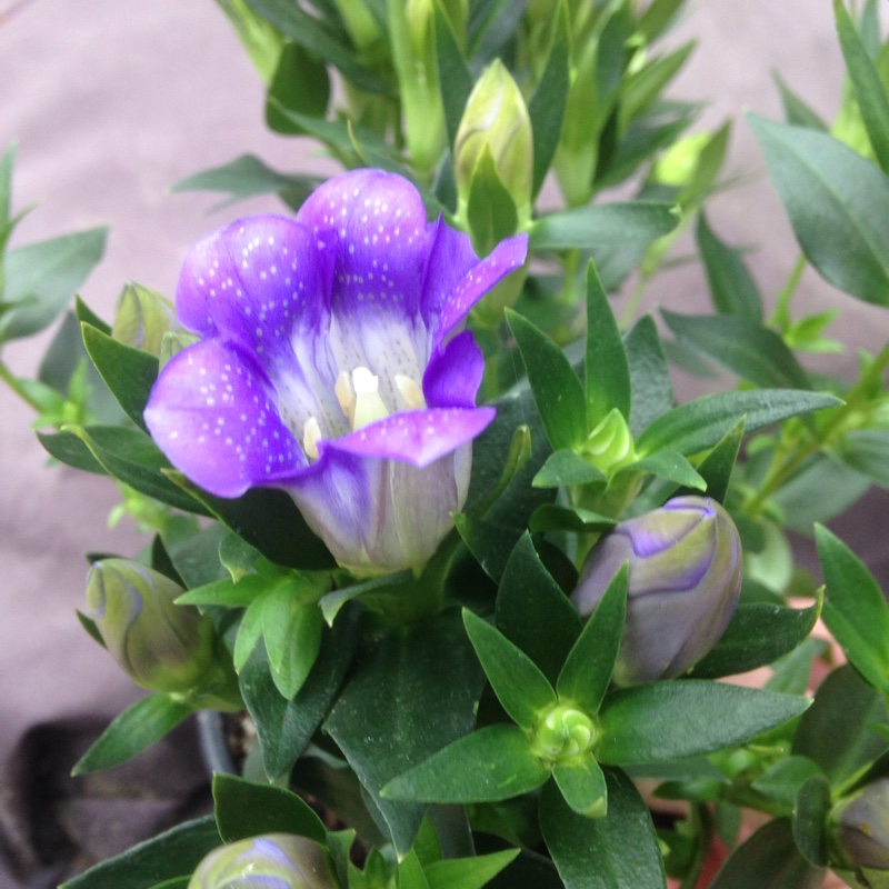 Plant image Gentiana acaulis syn. Gentiana kochiana