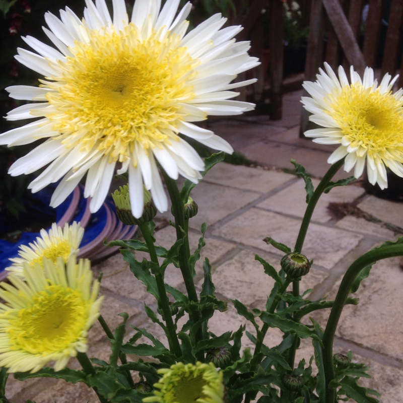 Plant image Leucanthemum x superbum 'Real Dream'