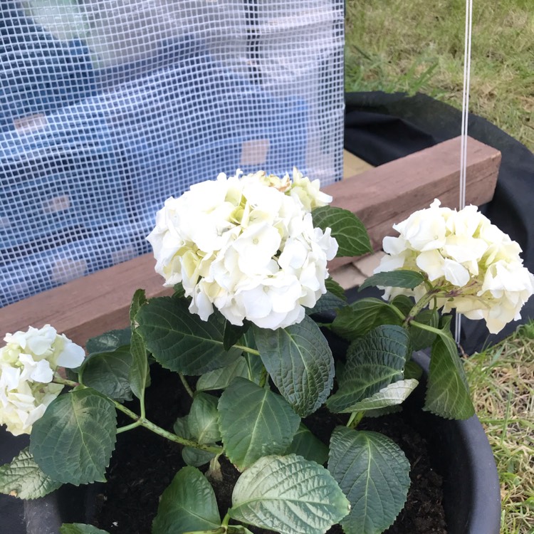 Plant image Hydrangea paniculata 'Grandiflora'