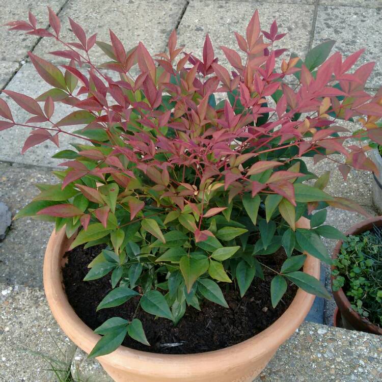 Plant image Nandina domestica 'Obsessed'